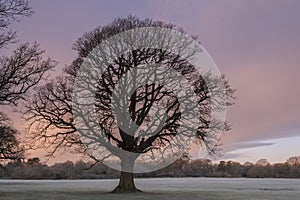 A single oak tree on a misty morning on Southampton Common