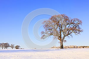 Single oak tree snow landscape