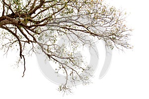 Single old big and dead tree dead isolated on white background.