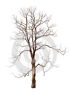 Single old big and dead tree dead isolated on white background.