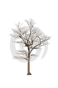 Single old big and dead tree dead isolated on white background.Large trees database Botanical garden organization elements of