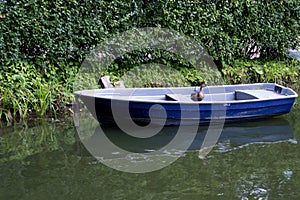 Single old blue boat with funny duck on board moored in a green thickets