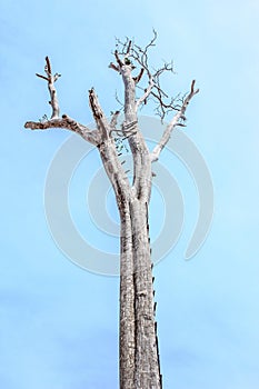 Single old and dead tree with blue sky