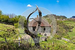 Single old and dead tree isolated