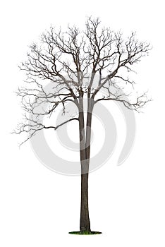 Single old and dead tree isolated