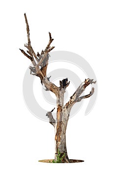 Single old and dead tree isolated
