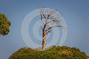 Single old and dead tree isolated on blue sky background