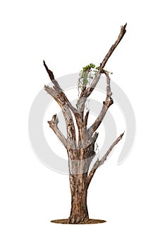 Single old and dead tree isolated on white