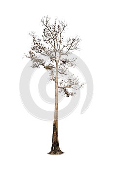 .Single old and dead tree isolated on white background.