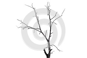 Single old and dead tree isolated on white background