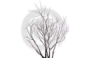 Single old and dead tree isolated on white background