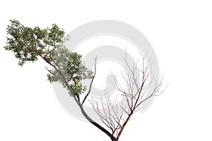 Single old and dead tree isolated on white background