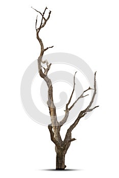 Single old and dead tree isolated on white background,Dead tree isolated on white background, Dead branches of a tree.Dry tree br