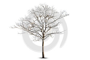 Single old and dead tree isolated on white background,Dead tree isolated on white background, Dead branches of a tree.Dry tree bra