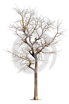 Single old and dead tree isolated on white background,Dead tree isolated on white background, Dead branches of a tree.Dry tree bra