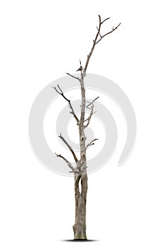 Single old and dead tree isolated on white background,Dead tree isolated on white background, Dead branches of a tree.Dry tree bra