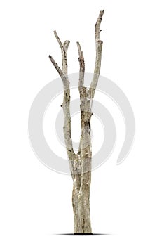 Single old and dead tree isolated on white background,Dead tree isolated on white background, Dead branches of a tree.Dry tree bra