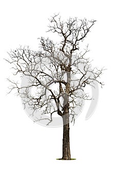Single old and dead tree isolated on white background,Dead tree isolated on white background, Dead branches of a tree.Dry tree bra