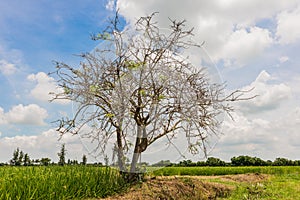 Single old and dead tree