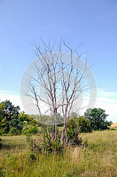 Single old and dead tree