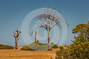 Single old and dead trees in a dry field isolated on blue sky background