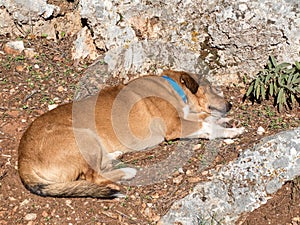 single old dog sleeping alone