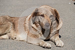 single old dog sleeping alone