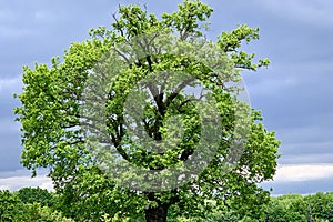 Single old majestic Oak Tree, with fresh green leaves