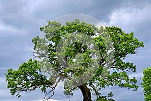 Single old majestic Oak Tree, with fresh green leaves