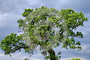 Single old majestic Oak Tree, with fresh green leaves