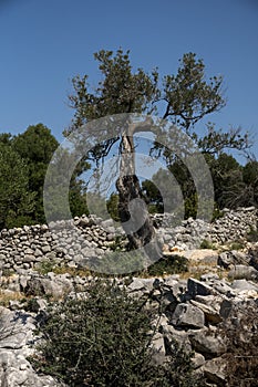 Single old olive tree behind an old wall made from limestone rocks