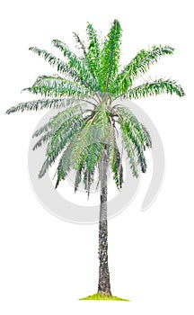 Single old palm oil tree.