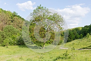 Single old tree on glade on the background of forest