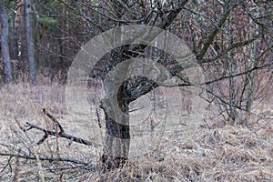 Single old tree on glade with dry grass in springtime