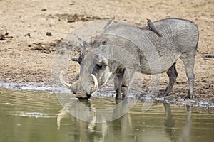Single old Warthog standing at a waterhole drinking