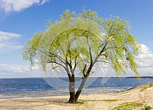 Single old willow with young foliage on reservoir sandy shore