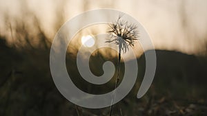 A single, old and wilted dandelion against a nature background during sunset. Shallow depth of field.