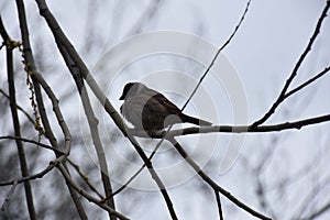 Single old world sparrows