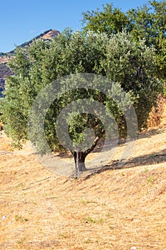 Single olive tree in Calabria