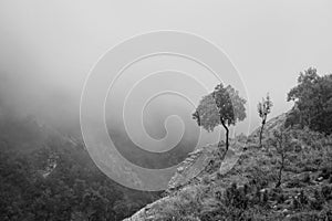 Single olive tree at cliff edge in mountains on foggy day