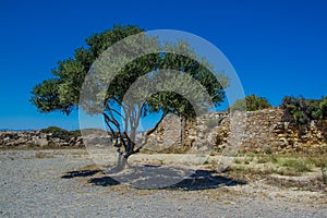 Single olive tree