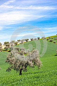 Single olive tree in forground of a grassy hill side and in background, olive trees lining the ridge of the hillside