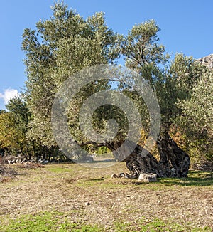 Single olive tree