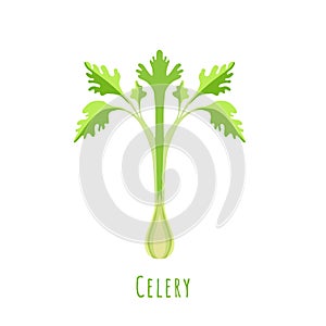 Single one Celery stalk isolated on white