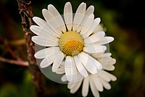 Single one Daisy flower in close-up macro