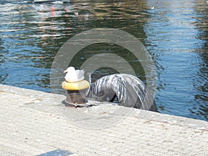 One saegull sitting closeto watter