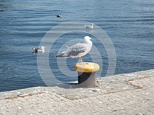 One saegull sitting closeto watter