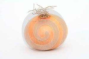 Single onion