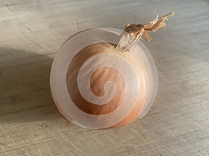 Single onion isolated