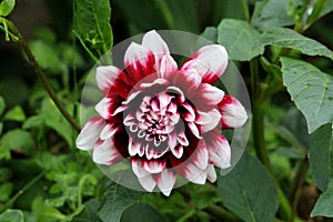 Single open blooming Dahlia bushy herbaceous perennial plant with large dark red and white flower surrounded with leaves and other